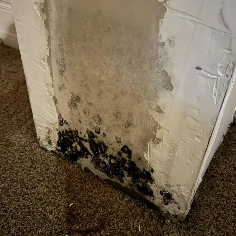 Professional Mold Removal in Murfreesboro, AR